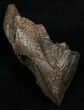 Massive, High Quality Triceratops Tooth #2341-3